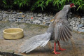 Silver-Pheasant-Kuang-Perak-Lophura-nycthernera-young-male-18-KLBP