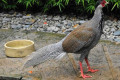 Silver-Pheasant-Kuang-Perak-Lophura-nycthernera-young-male-19-KLBP