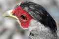 Silver-Pheasant-Kuang-Perak-Lophura-nycthernera-young-male-26-KLBP