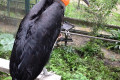 Southern-Ground-Hornbill-Enggang-Tanah-Bucorvus-leadbeateri-2-KLBP