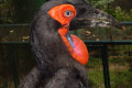 Southern-Ground-Hornbill-Enggang-Tanah-Bucorvus-leadbeateri-head-2-KLBP