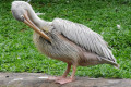 Spot-billed-Pelican-Grey-Pelican-Undan-Paruh-Titik-Pelecanus-philippensis-1-KLBP