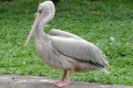 Spot-billed-Pelican-Grey-Pelican-Undan-Paruh-Titik-Pelecanus-philippensis-3-KLBP