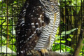 Spotted-Wood-Owl-Burung-Hantu-Carik-Kafan-Strix-seloputo-1-KLBP