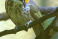 Straw-headed-Bulbul-Barau-barau-Pycnonotus-zeylanicus-3-KLBP