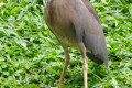 Striated-Heron-Pucung-Keladi-Butorides-striatus-1-KLBP