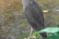 Striated-Heron-Pucung-Keladi-Butorides-striatus-2-KLBP