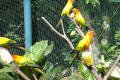 Sun-Conures-Sun-Parakeets-Aratinga-solstitialis-KLBP