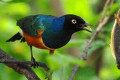 Superb-Starling-Lamprotornis-suberbus-13-KLBP