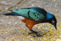 Superb-Starling-Lamprotornis-suberbus-18-KLBP