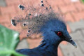 Victoria-Crowned-Pigeon-Merpati-Mahkota-Goura-victoria-14-KLBP