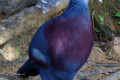 Victoria-Crowned-Pigeon-Merpati-Mahkota-Goura-victoria-3-KLBP