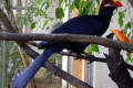 Violet-Turaco-Turaco-Ungu-Musophaga-violacea-1-KLBP