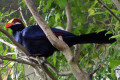 Violet-Turaco-Turaco-Ungu-Musophaga-violacea-2-KLBP