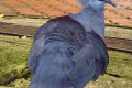 Western-Crowned-Pigeon-Common-Crowned-Pigeon-Blue-Crowned-Pigeon-Merpati-Mahkota-Goura-cristata-14-KLBP