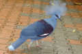 Western-Crowned-Pigeon-Common-Crowned-Pigeon-Blue-Crowned-Pigeon-Merpati-Mahkota-Goura-cristata-6-KLBP