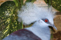 Western-Crowned-Pigeon-Common-Crowned-Pigeon-Blue-Crowned-Pigeon-Merpati-Mahkota-Goura-cristata-8-KLBP