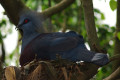 Western-Crowned-Pigeon-Common-Crowned-Pigeon-Blue-Crowned-Pigeon-Merpati-Mahkota-Goura-cristata-in-nest-4-KLBP