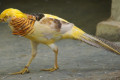 Yellow-Golden-Pheasant-Ghigis-Golden-Kuang-Kuning-Emas-Chrysolophus-pictus-mut.-luteus-Male-2-KLBP