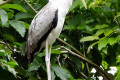 Yellow-billed-Stork-Ranggung-Muncung-Kuning-Mycteria-ibis-Juvenile-12-KLBP