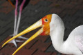 Yellow-billed-Stork-Ranggung-Muncung-Kuning-Mycteria-ibis-head-and-neck-KLBP