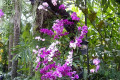 07-Purple-Dendrobium-and-Phalaenopsis-orchids-Jurong-Bird-Park-SG-2011