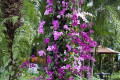 08-Purple-Dendrobium-and-Phalaenopsis-orchids-Jurong-Bird-Park-SG-2011