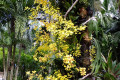 10-Yellow-Oncidium-and-Dendrobium-orchids-Jurong-Bird-Park-SG-2011