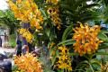 11-Orange-Vanda-orchids-Jurong-Bird-Park-SG-2011