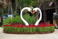 14-Celosia-Cockscomb-in-bloom-Jurong-Bird-Park-SG-2011