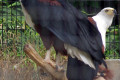 African-Fish-Eagle-Haliaeetus-vocifer-2010