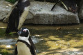 African-Penguin-Jackass-Penguin-Spheniscus-demersus-1-JBP-SG-2011