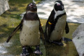 African-Penguin-Jackass-Penguin-Spheniscus-demersus-2-JBP-SG-2011