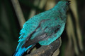 Asian-Fairy-Bluebird-Irena-puella-Female-JBP-SG-2011