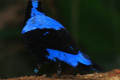 Asian-Fairy-Bluebird-Murai-Gajah-Irena-puella-Male-1-JBP-SG-2011