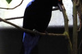 Asian-Fairy-Bluebird-Murai-Gajah-Irena-puella-Male-2-JBP-SG-2011