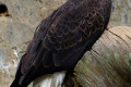 Bald-Eagle-Halieetus-Leucocephalus-2010