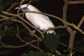 Bali-Mynah-Bali-Starling-Rothschilds-Mynah-Jalak-Bali-Leucopsar-rothschildi-1-JBP-SG-2011