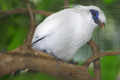 Bali-Mynah-Bali-Starling-Rothschilds-Mynah-Jalak-Bali-Leucopsar-rothschildi-2-JBP-SG-2011