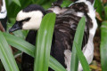 Barnacle-goose-Branta-leucopsis-2010