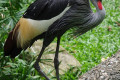 Black-Crowned-Crane-Balearica-pavonina-1-2010