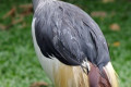 Black-Crowned-Crane-Balearica-pavonina-2-2010