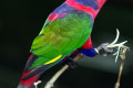 Black-capped-Lory-Lorius-lory-1-2010