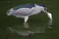 Black-crowned-Night-Heron-Nycticorax-nycticorax-1-JBP-SG-2011