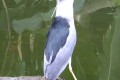 Black-crowned-Night-Heron-Nycticorax-nycticorax-2-JBP-SG-2011