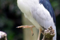 Black-crowned-Night-Heron-Nycticorax-nycticorax-2010