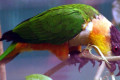 Black-headed-Caique-Pionites-melanocephala-2010