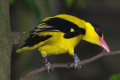 Black-naped-Oriole-Burung-Kunyit-Besar-Oriolus-chinensis-maculatus-1-JBP-SG-2011