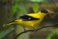 Black-naped-Oriole-Burung-Kunyit-Besar-Oriolus-chinensis-maculatus-2-JBP-SG-2011