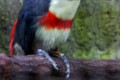 Black-necked-Aracari-Pteroglossus-aracari-1-2010